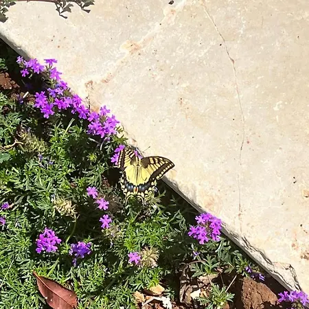 Trullo Lis Con Piscina Privata *